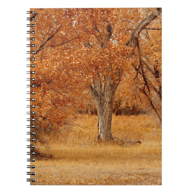 Trees of gold notebook (Front)