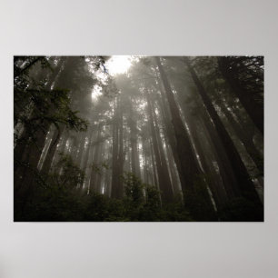 Trees of Mystery Poster