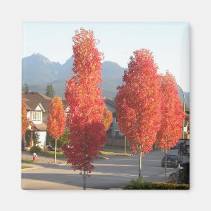 Trees of Orange in Autumn Magnet