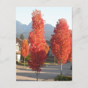 Trees of Orange in Autumn Postcard