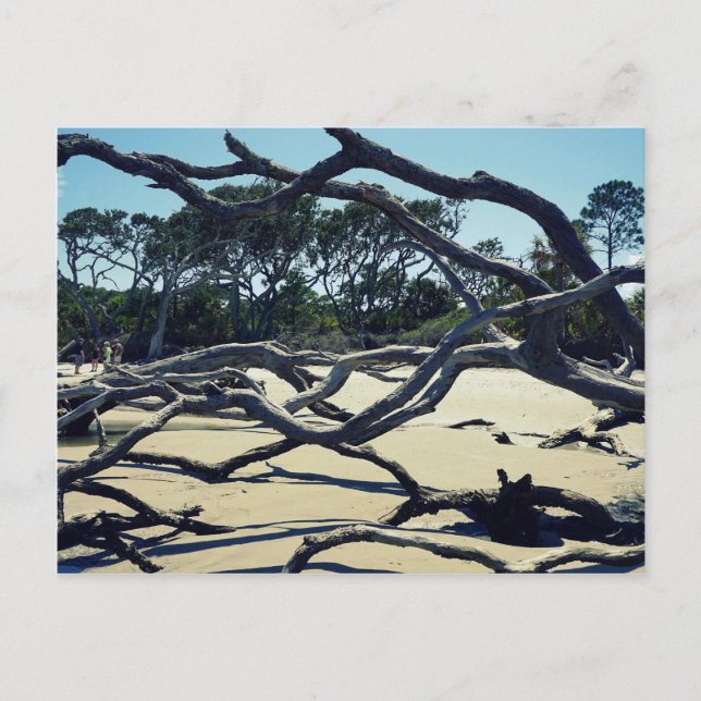 Trees on Jekyll Postcard (Front)