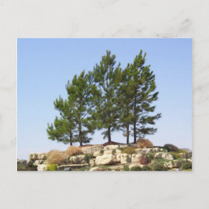 Trees on Top Postcard