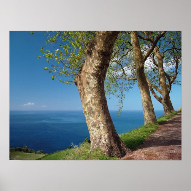Trees overlooking the ocean poster (Front)