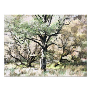 TREES PHOTO PRINT