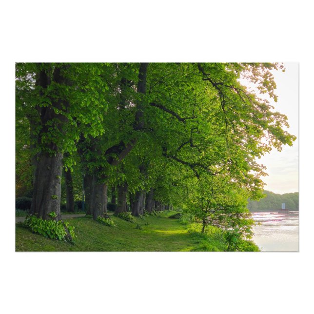 Trees  photo print (Front)