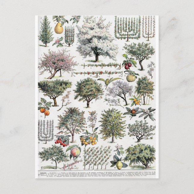 Trees Plants Fruit Vintage Botanical Postcard (Front)