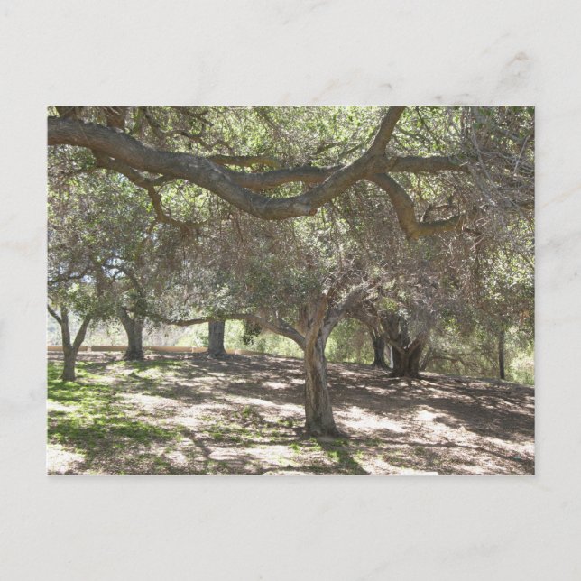 Trees - postcard (Front)