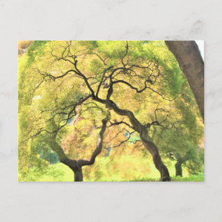 trees postcard