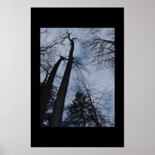 trees poster