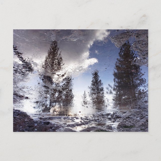 Trees reflecting in rain puddle water postcard (Front)