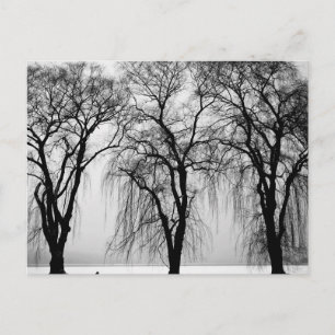 Trees silhouettes in winter postcard