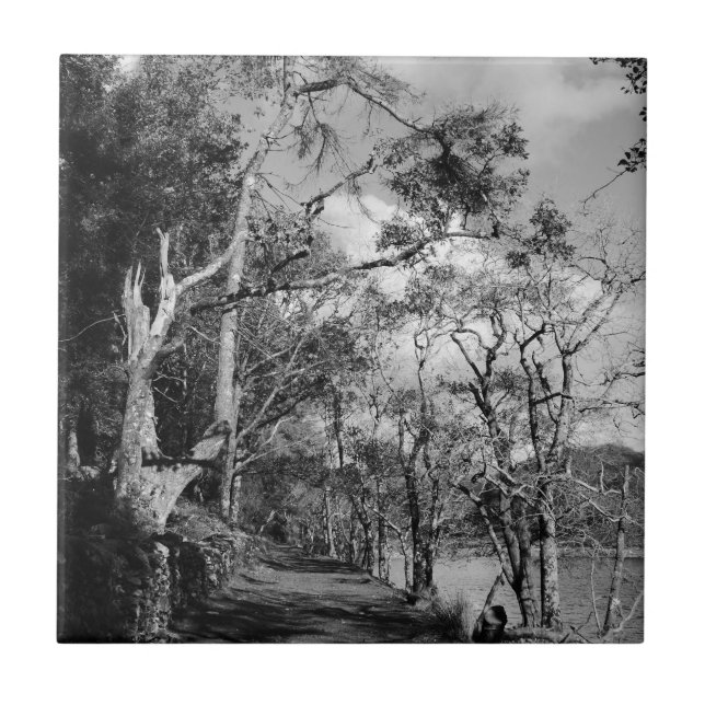 TREES TILE (Front)