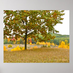 TREES TURNED GOLDEN IN MICHIGAN COUNTRYSIDE POSTER