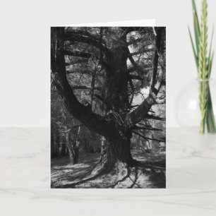 Trees, UC Santa Cruz, 1963 Card