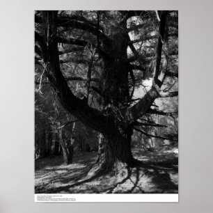 Trees, UC Santa Cruz, 1963 Poster