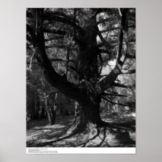 Trees, UC Santa Cruz, 1963 Poster