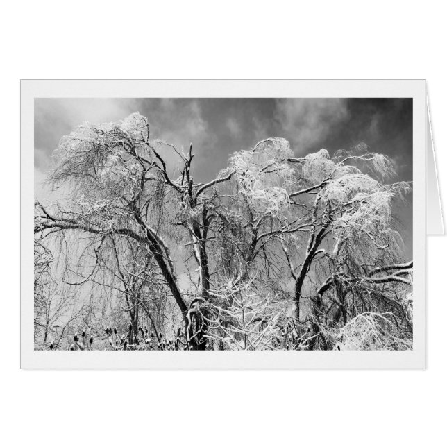 trees wear winter (Front Horizontal)