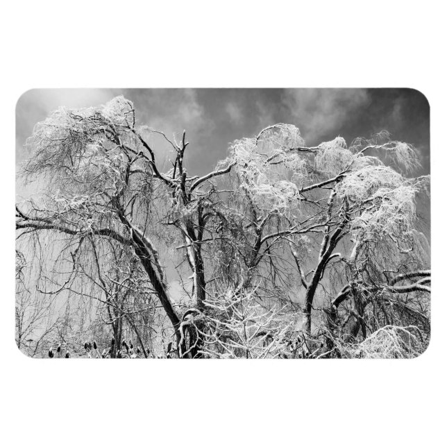 trees wear winter magnet (Horizontal)