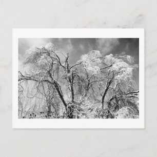trees wear winter postcard