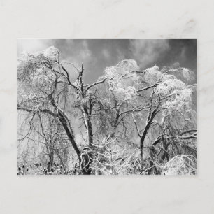 trees wear winter postcard
