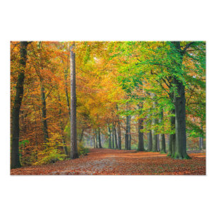 Trees with autumn foliage in a forest photo print