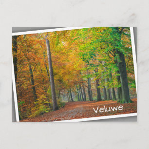 Trees with autumn foliage in a forest postcard