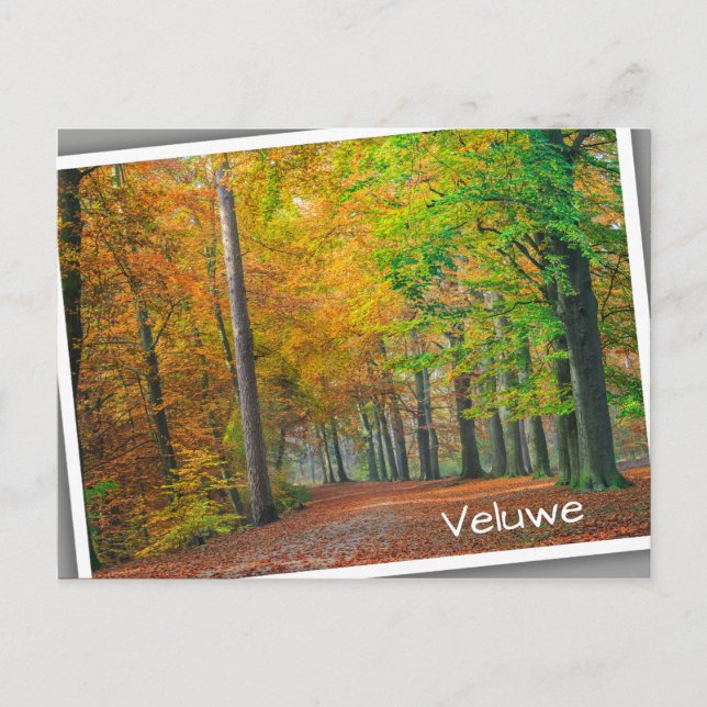 Trees with autumn foliage in a forest postcard (Front)