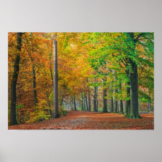 Trees with autumn foliage in a forest poster (Front)