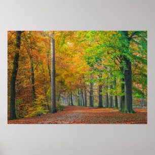 Trees with autumn foliage in a forest poster