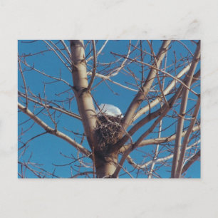 Treetop Chalet - postcard