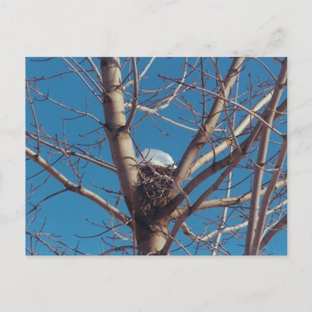 Treetop Chalet - postcard (Front)