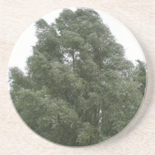 Treetops Coasters