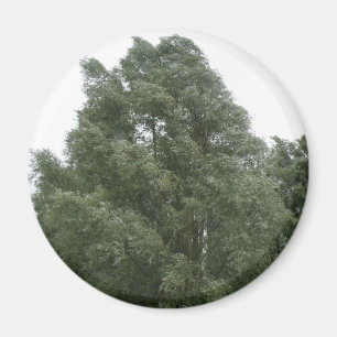 Treetops Magnet