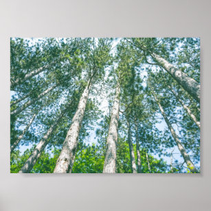 Treetops Nature Green Tree Canopy  Poster