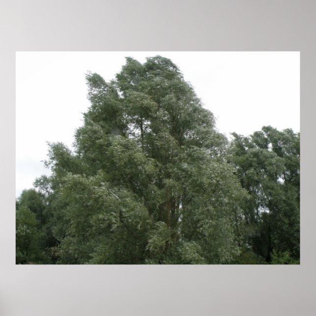 Treetops Print (Front)