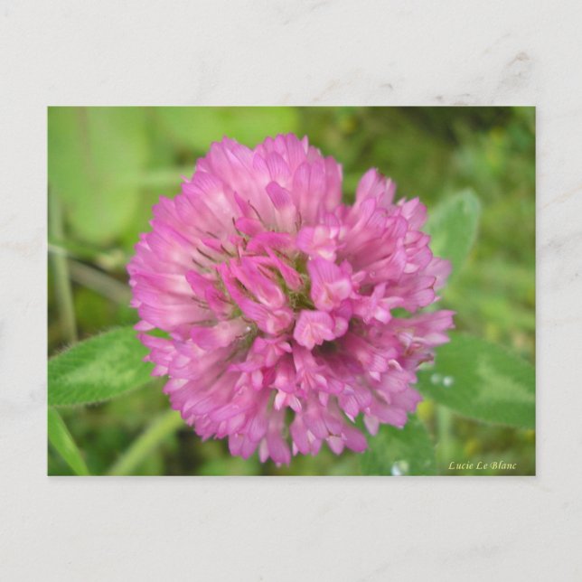 Trèfle rouge postcard (Front)