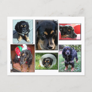 Trei-the puppy postcard