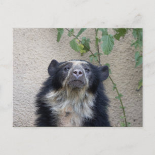 Tremarctos ornatus - Brillenbär Postcard