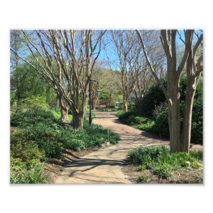 Tremendous Tree lined walkway Photo Print