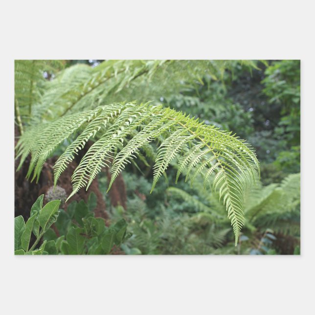 Trendy Fresh Fern Background Set of 3 Wrapping Paper Sheet (Front)