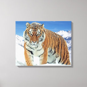 Trendy Tiger Winter Nature Photo Snow Mountains Canvas Print