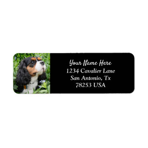 Tri Cavalier King Charles Return Address Label