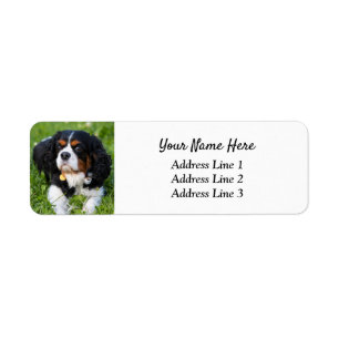 Tri Cavalier King Charles Return Address Label