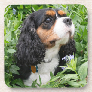 Tri Color Cavalier King Charles Spaniel Dog Coaster