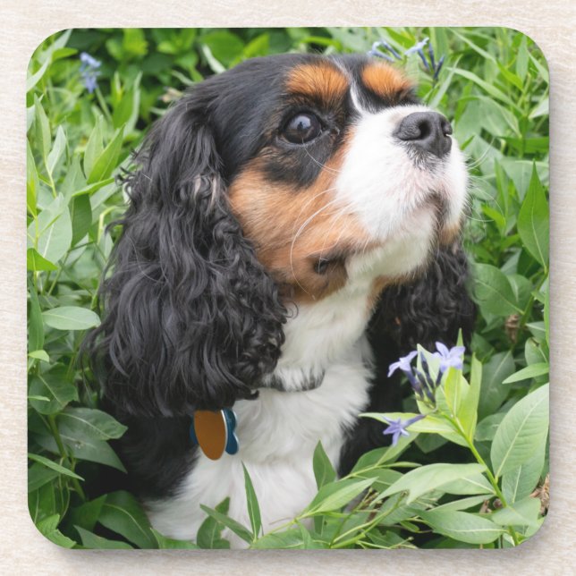 Tri Color Cavalier King Charles Spaniel Dog Coaster (Front)