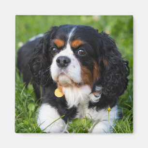 Tri Color Cavalier King Charles Spaniel Dog Magnet