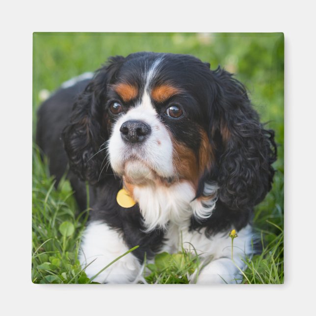 Tri Colour Cavalier King Charles Spaniel Dog Magnet (Front)