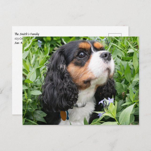 Tri Colour Cavalier King Charles Spaniel Dog Postcard (Front/Back)