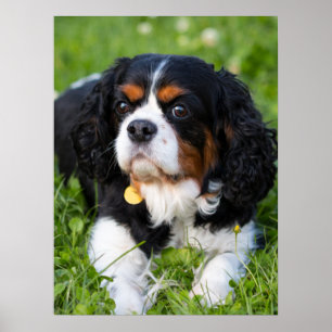 Tri Colour Cavalier King Charles Spaniel Dog Poster