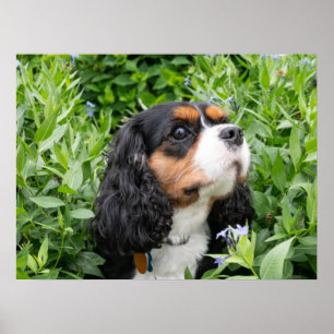 Tri Colour Cavalier King Charles Spaniel Dog Poster